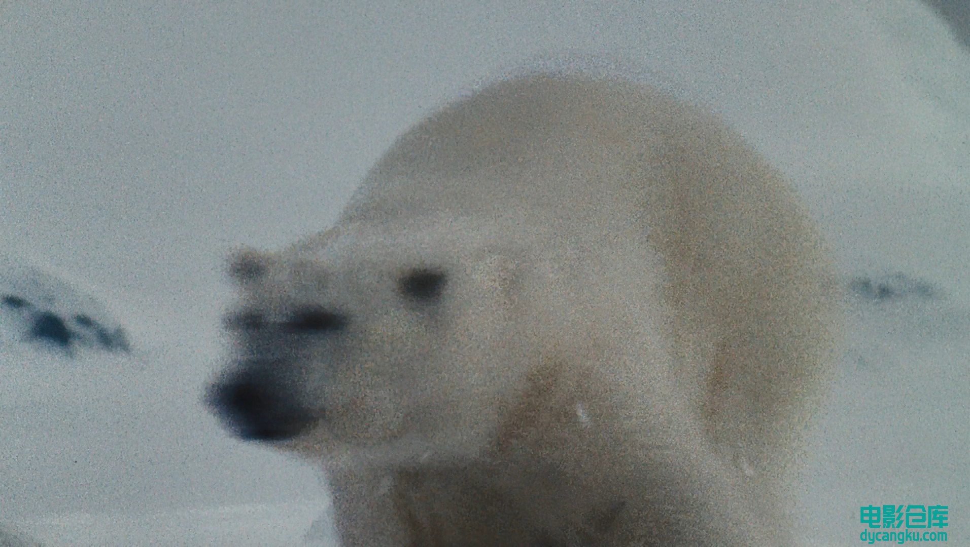 [电影仓库dycangku.com]国家地理.北极传说National.Geographic.Arctic.Tale.2007.Blur.jpg