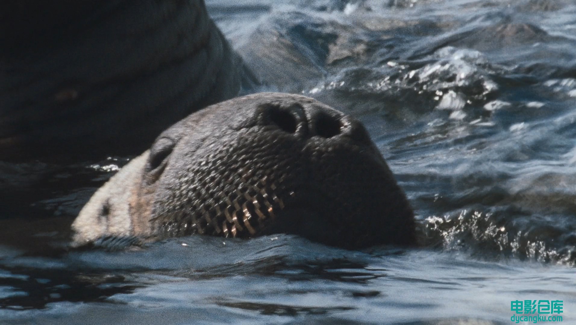 [电影仓库dycangku.com]国家地理.北极传说National.Geographic.Arctic.Tale.2007.Blur.jpg