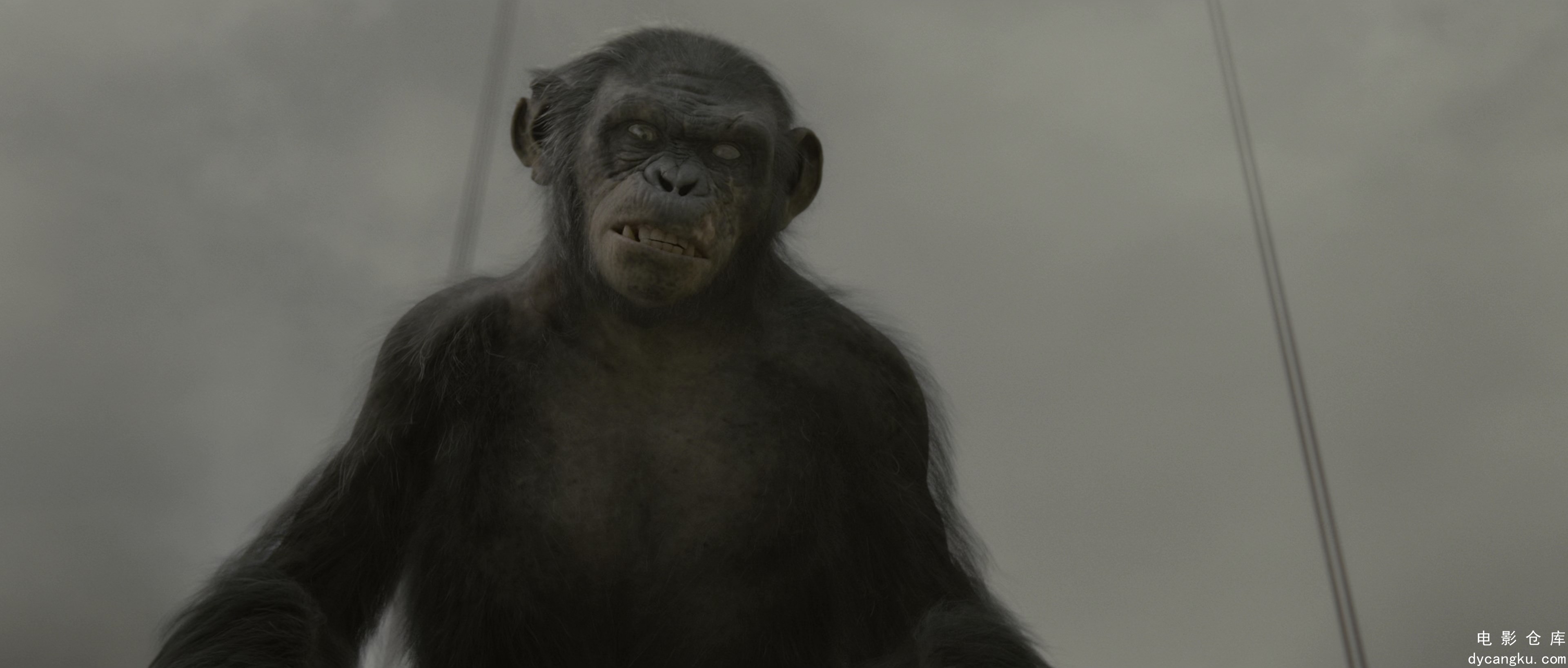 [电影仓库dycangku.com]Rise.of.the.Planet.of.the.Apes.2011.2160p.UHD.BluRay.x265..jpg