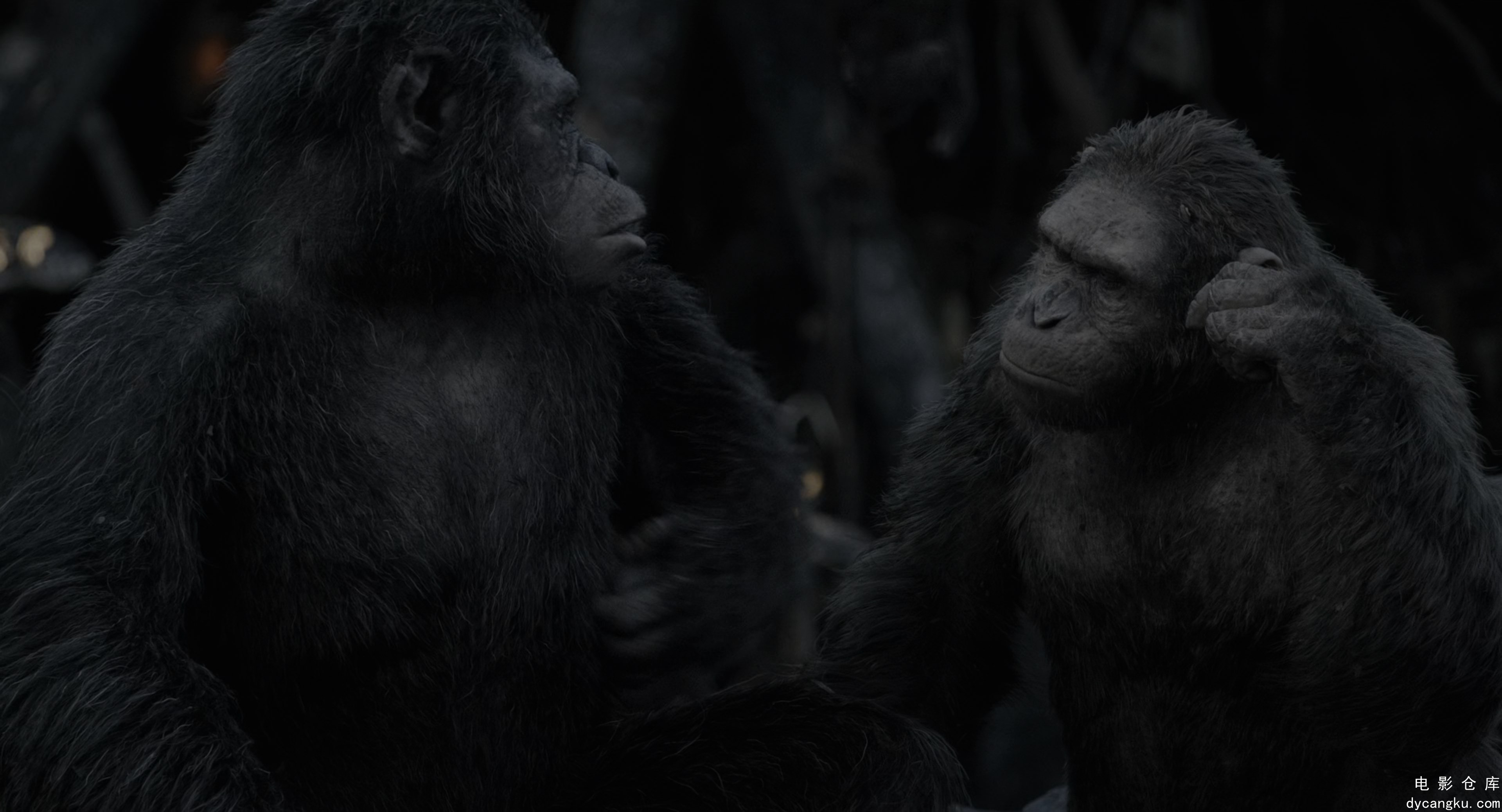 [电影仓库dycangku.com]Dawn.of.the.Planet.of.the.Apes.2014.2160p.UHD.BluRay.x265..jpg