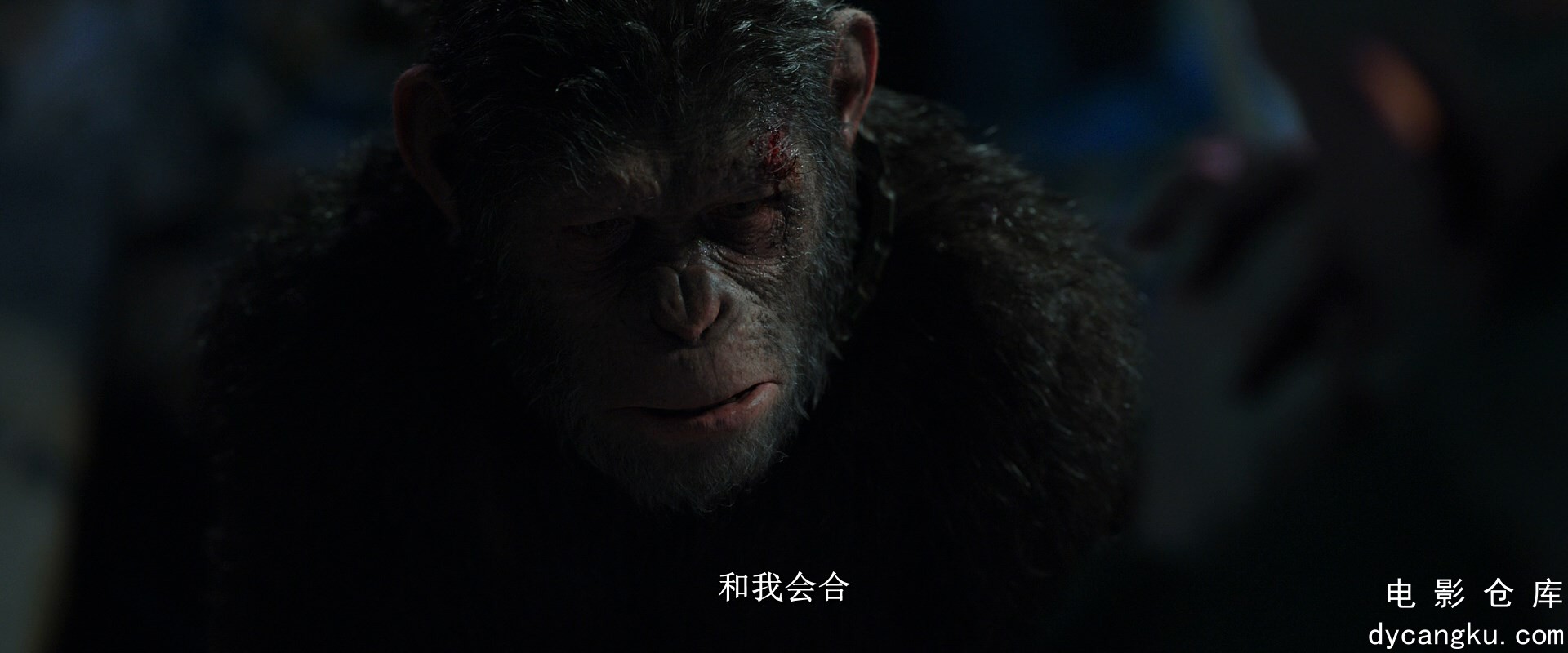 [电影仓库dycangku.com]War.for.the.Planet.of.the.Apes.2017.1080p.BluRay.DDP5.1.x2.jpg