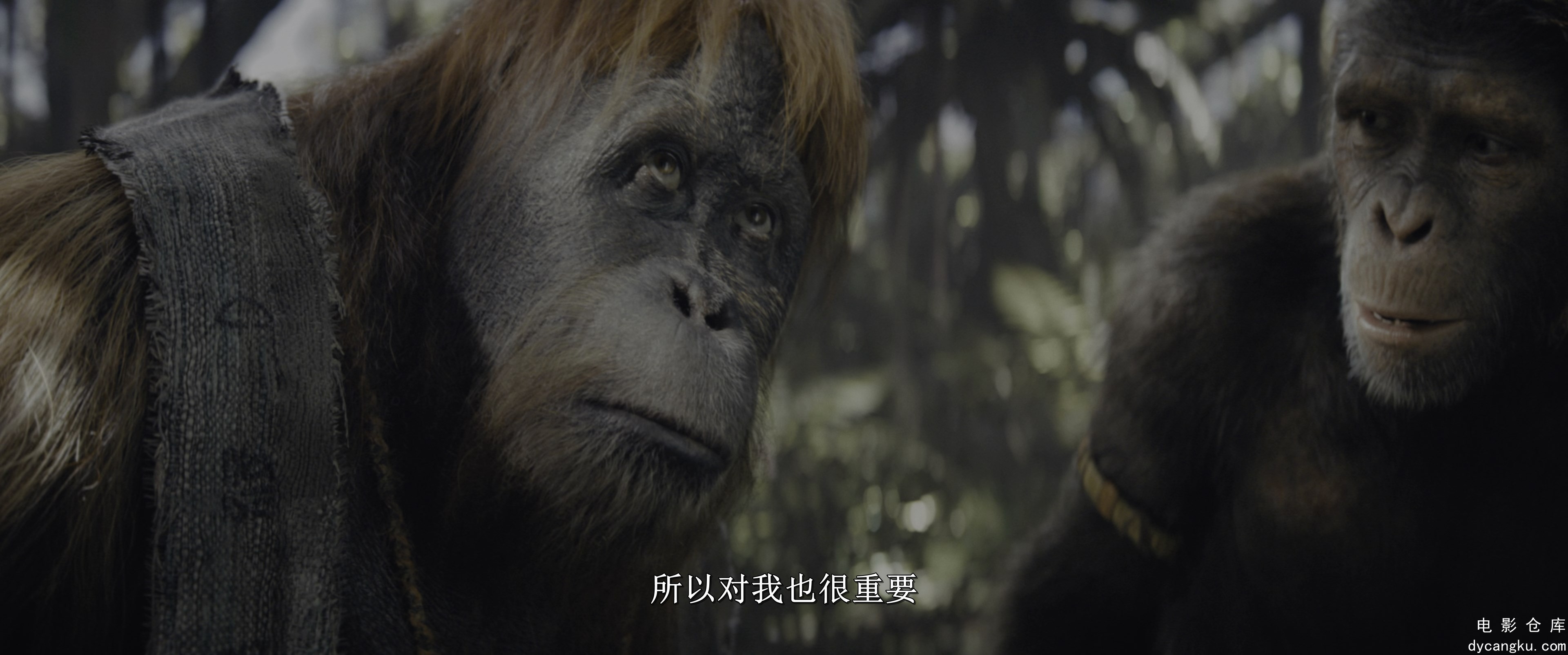 [电影仓库dycangku.com]Kingdom.Of.The.Planet.Of.The.Apes.2024.2160p.iT.WEB-DL.H26.jpg