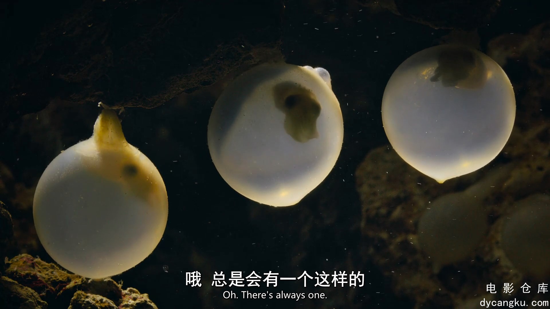 [电影仓库dycangku.com]我们的生物世界01.mp4_snapshot_13.23.843.jpg