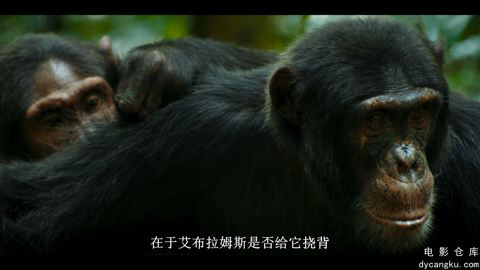 [电影仓库dycangku.com]Chimp.Empire.S01E01.Paradise.1080p.NF.WEB-DL.DDP5.1.Atmos..jpg