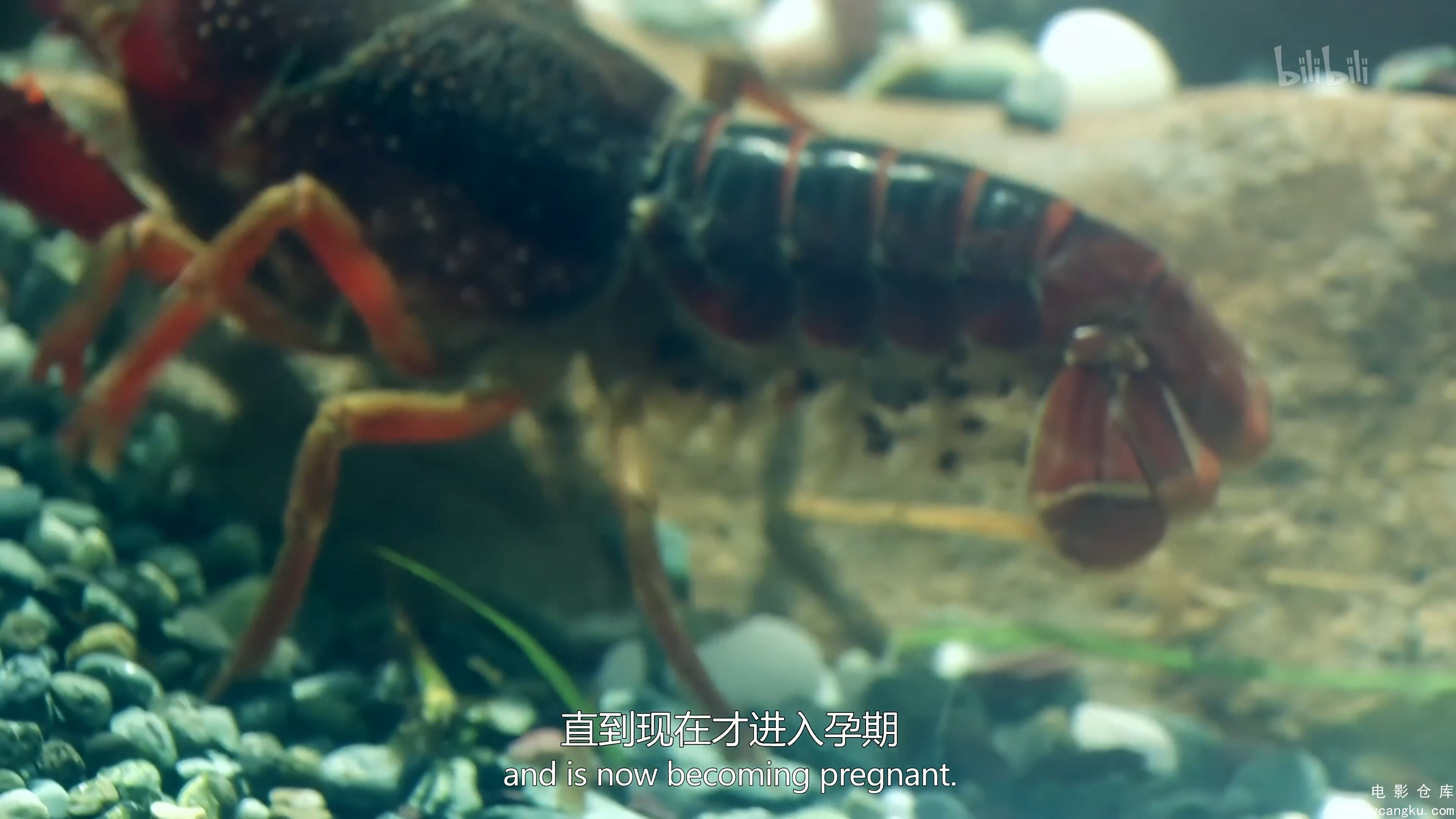 [电影仓库dycangku.com]自然界最奇怪的谜题.Nature.Strangest.Mysteries.Solved.S01E2.jpg