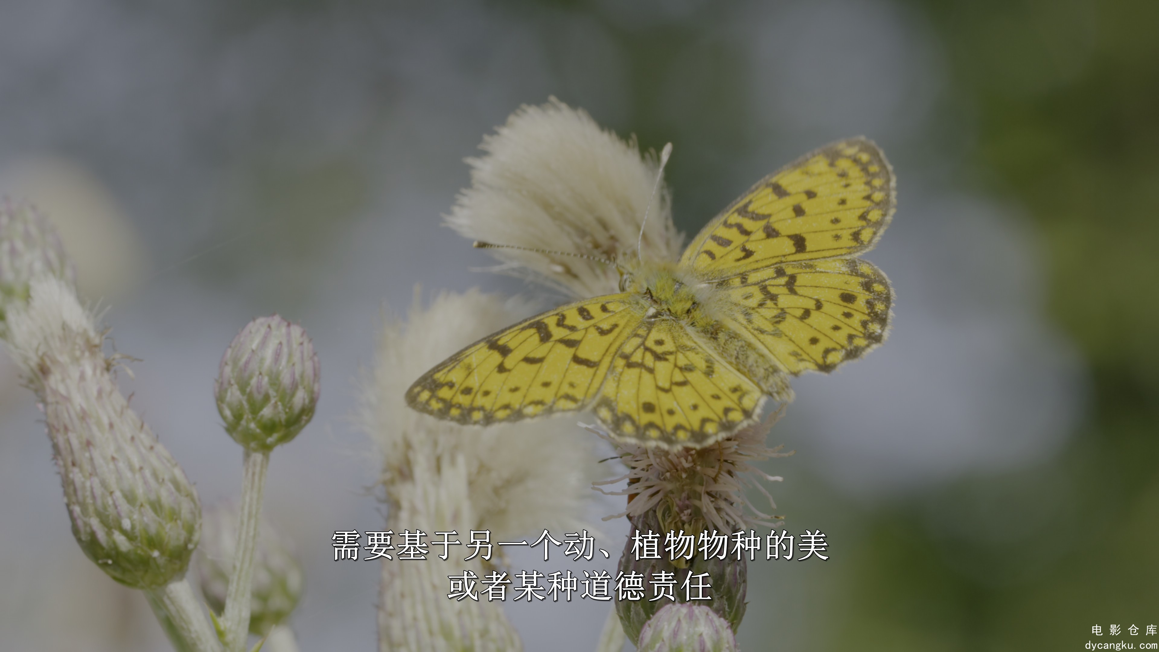 [电影仓库dycangku.com]Breaking.Boundaries.The.Science.Of.Our.Planet.2021.2160p.N.jpg