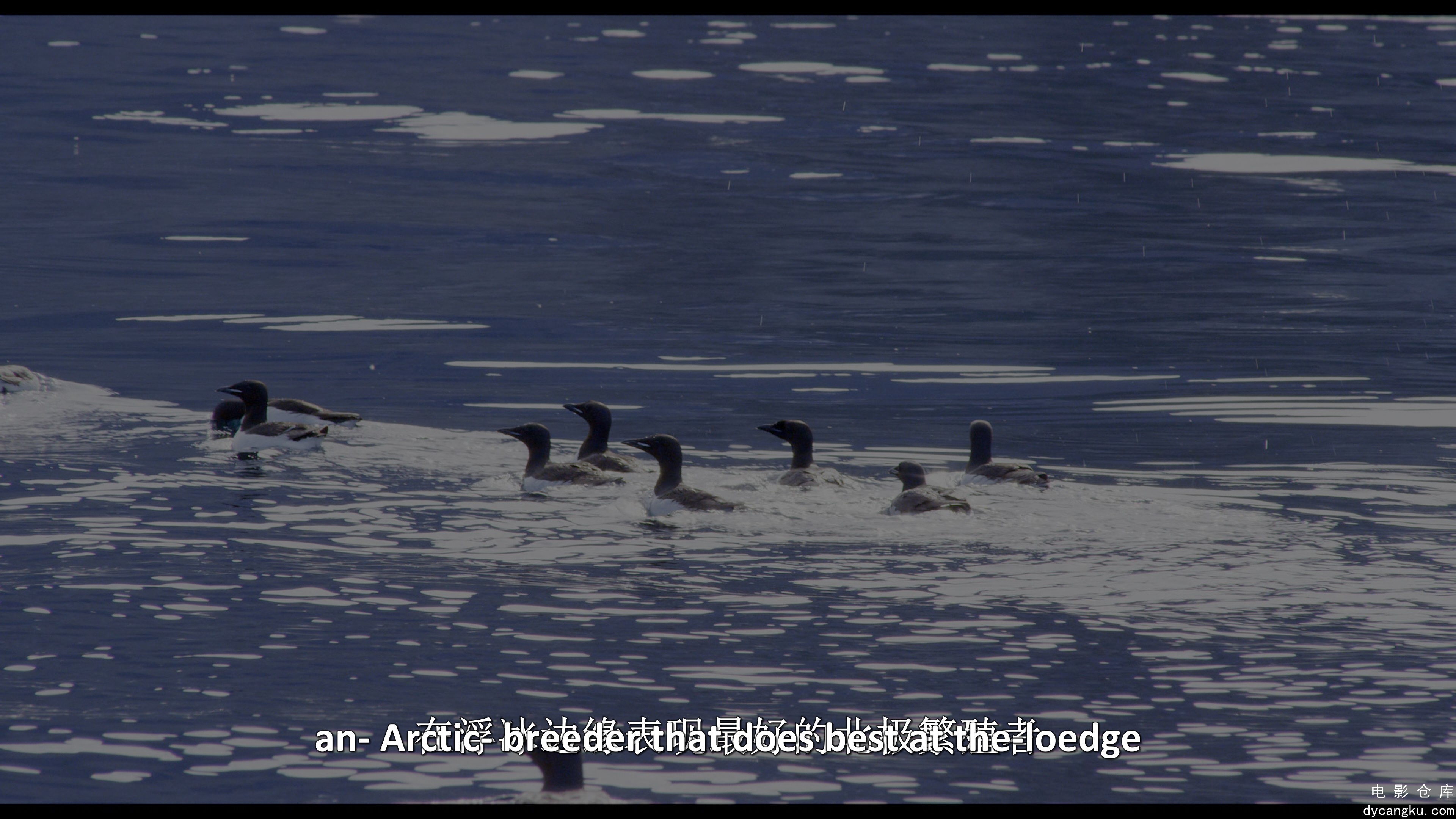 [电影仓库dycangku.com]Wonders.of.the.Arctic.2014.DOCU.2160p.BluRay.REMUX.HEVC.HD.jpg